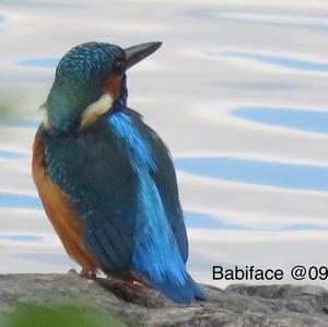 Common Kingfisher