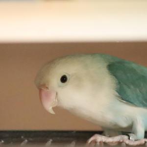 Lilian's Lovebird