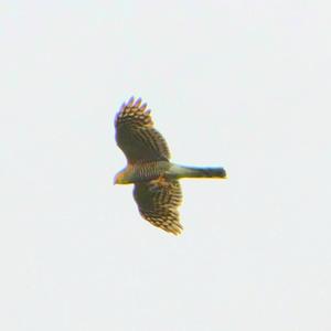 Eurasian Sparrowhawk