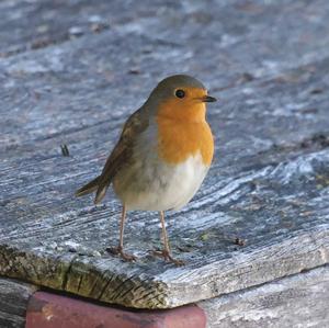 European Robin