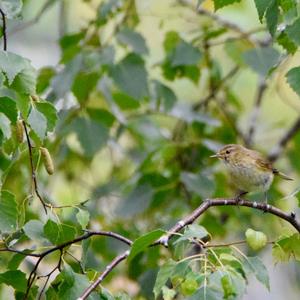 Willow Warbler