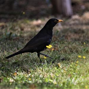 Eurasian Blackbird