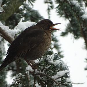 Eurasian Blackbird