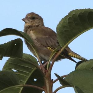 European Greenfinch