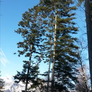 Silver Fir (European)