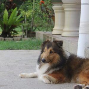 Shetland Sheepdog