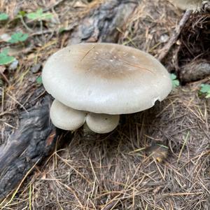 Unknown Species