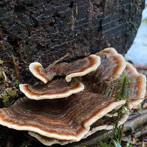 Turkey-tail