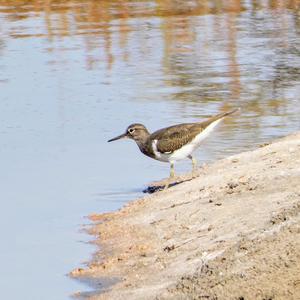 Common Sandpiper