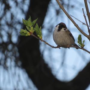 Eurasian Tree Sparrow