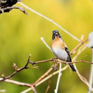 Brambling