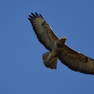 Mäusebussard