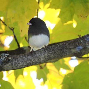 Dark-eyed Junco