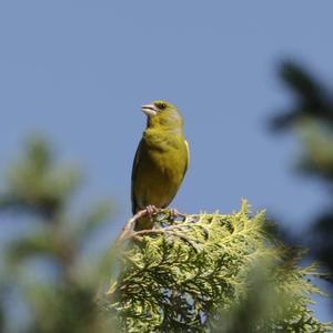 European Greenfinch