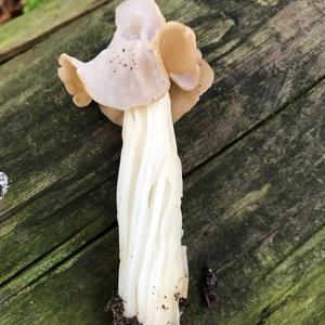 Fluted White Helvella