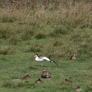 Common Shelduck