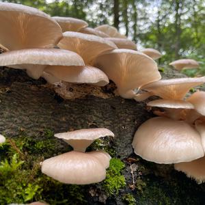 Oyster Mushroom