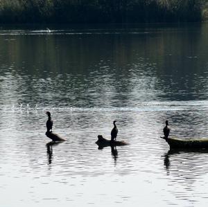 Great Cormorant