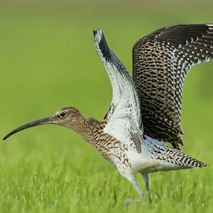 Eurasian Curlew