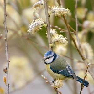 Blue Tit