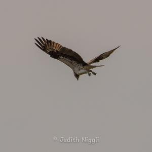 Osprey