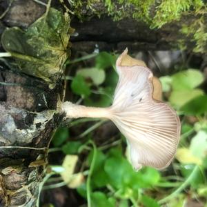 Fawn Mushroom