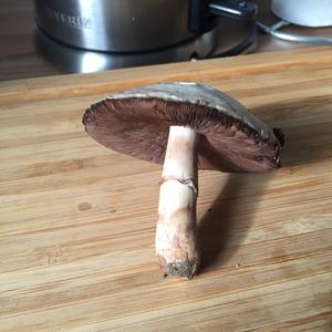 Meadow Agaric