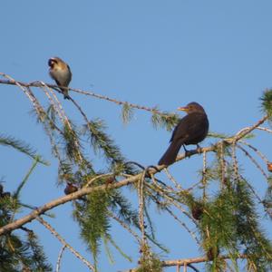 European Goldfinch