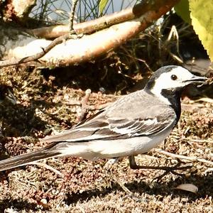 White Wagtail