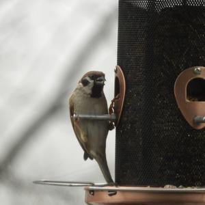 Eurasian Tree Sparrow