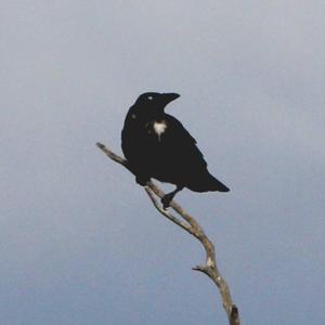 Carrion Crow