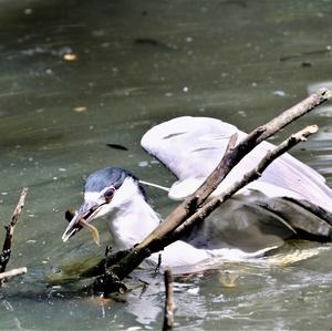 Black-crowned Night-heron