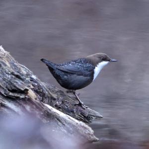 White-throated Dipper