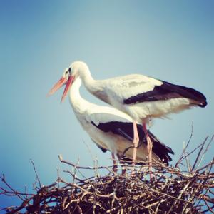 White Stork