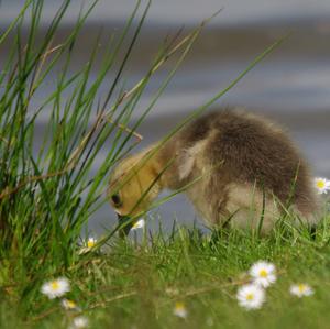 Canada Goose