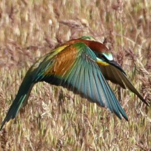 European Bee-eater