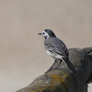 White Wagtail