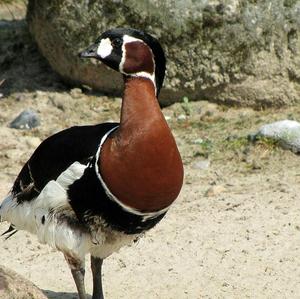 Red-breasted Goose