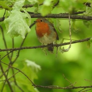 European Robin