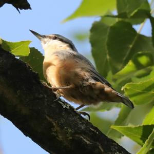 Wood Nuthatch