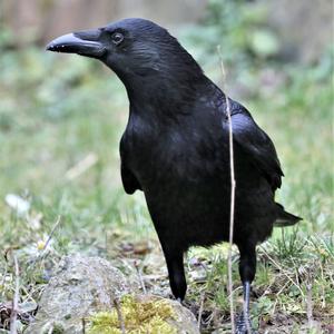 Carrion Crow