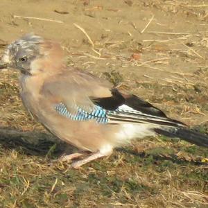 Eurasian Jay