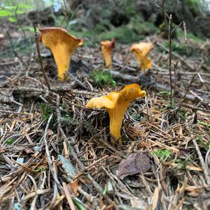 Chanterelle, Common