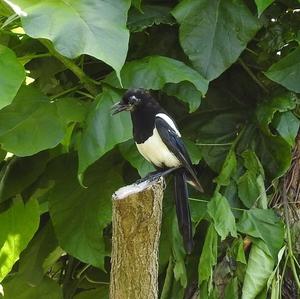 Black-billed Magpie