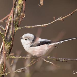 Long-tailed Tit