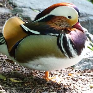 Mandarin Duck