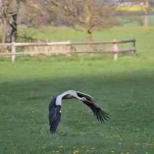 White Stork