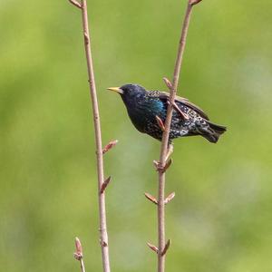 Common Starling