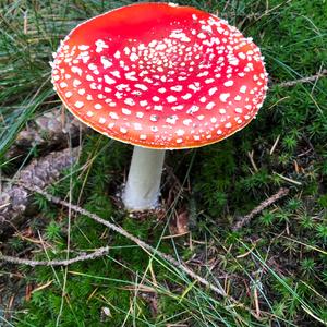 Fly Agaric