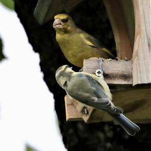 European Greenfinch